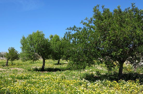 Talaiotische Siedlung von Capocorb Vell